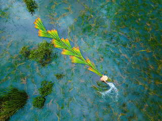 Top view Farmers harvest Lepironia articulata, vietnamese name is co bang. It is harvested by...