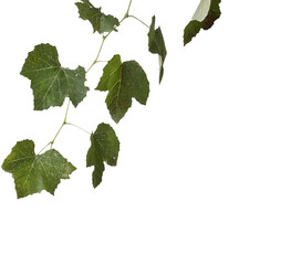 a branch with vine leaves