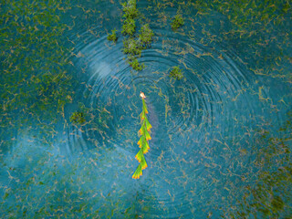 Top view Farmers harvest Lepironia articulata, vietnamese name is co bang. It is harvested by...