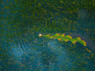 Top view Farmers harvest Lepironia articulata, vietnamese name is co bang. It is harvested by...