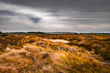 Dunes en bord de mer