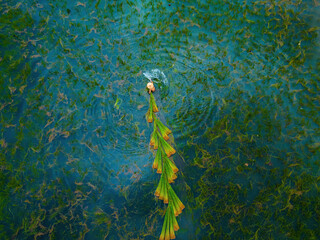 Top view Farmers harvest Lepironia articulata, vietnamese name is co bang. It is harvested by...