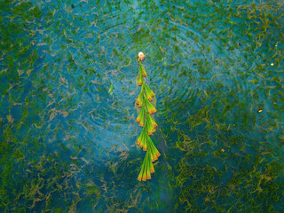 Top view Farmers harvest Lepironia articulata, vietnamese name is co bang. It is harvested by...