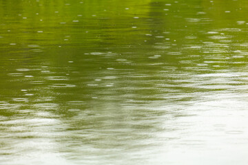 Raindrops on the surface of the water in the pond.