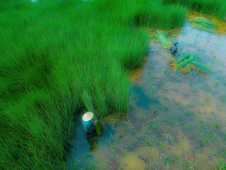 Top view Farmers harvest Lepironia articulata, vietnamese name is co bang. It is harvested by...