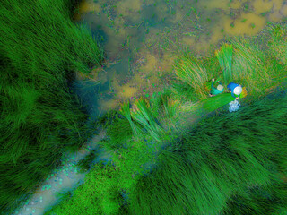 Top view Farmers harvest Lepironia articulata, vietnamese name is co bang. It is harvested by...