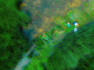 Top view Farmers harvest Lepironia articulata, vietnamese name is co bang. It is harvested by...