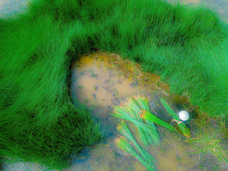 Top view Farmers harvest Lepironia articulata, vietnamese name is co bang. It is harvested by...
