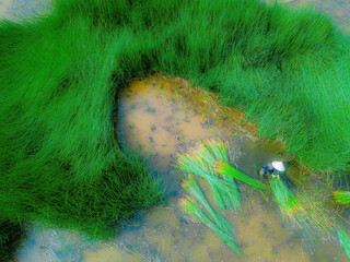 Top view Farmers harvest Lepironia articulata, vietnamese name is co bang. It is harvested by...