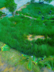 Top view Farmers harvest Lepironia articulata, vietnamese name is co bang. It is harvested by...