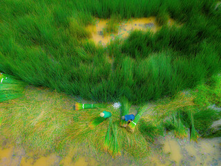 Top view Farmers harvest Lepironia articulata, vietnamese name is co bang. It is harvested by...