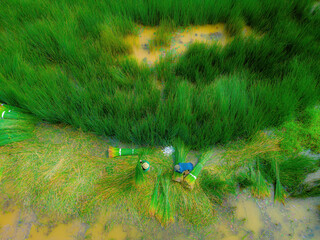 Top view Farmers harvest Lepironia articulata, vietnamese name is co bang. It is harvested by...
