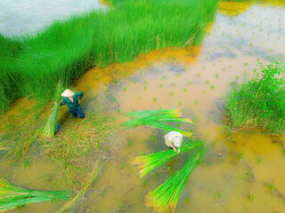 Top view Farmers harvest Lepironia articulata, vietnamese name is co bang. It is harvested by...