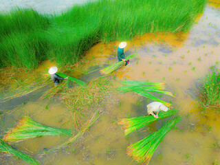 Top view Farmers harvest Lepironia articulata, vietnamese name is co bang. It is harvested by...