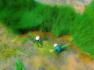 Top view Farmers harvest Lepironia articulata, vietnamese name is co bang. It is harvested by...