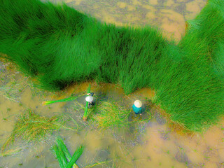 Top view Farmers harvest Lepironia articulata, vietnamese name is co bang. It is harvested by...