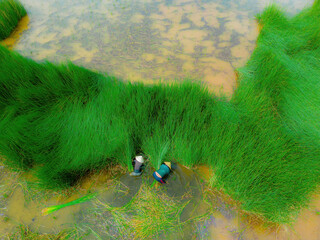 Top view Farmers harvest Lepironia articulata, vietnamese name is co bang. It is harvested by...