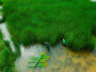 Top view Farmers harvest Lepironia articulata, vietnamese name is co bang. It is harvested by...