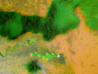 Top view Farmers harvest Lepironia articulata, vietnamese name is co bang. It is harvested by...