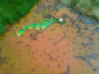 Top view Farmers harvest Lepironia articulata, vietnamese name is co bang. It is harvested by...