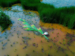 Top view Farmers harvest Lepironia articulata, vietnamese name is co bang. It is harvested by...