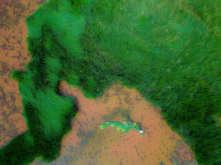 Top view Farmers harvest Lepironia articulata, vietnamese name is co bang. It is harvested by...