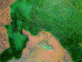 Top view Farmers harvest Lepironia articulata, vietnamese name is co bang. It is harvested by...