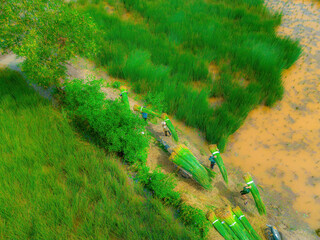 Top view Farmers harvest Lepironia articulata, vietnamese name is co bang. It is harvested by...
