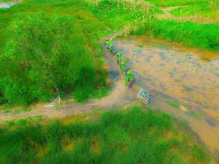 Top view Farmers harvest Lepironia articulata, vietnamese name is co bang. It is harvested by...