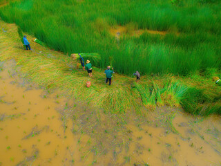 Top view Farmers harvest Lepironia articulata, vietnamese name is co bang. It is harvested by...