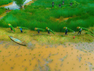 Top view Farmers harvest Lepironia articulata, vietnamese name is co bang. It is harvested by...