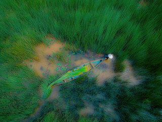 Top view Farmers harvest Lepironia articulata, vietnamese name is co bang. It is harvested by...