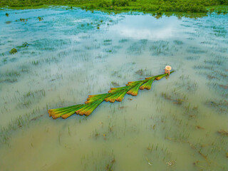 Top view Farmers harvest Lepironia articulata, vietnamese name is co bang. It is harvested by...