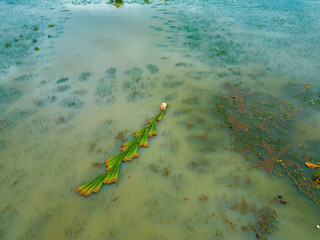 Top view Farmers harvest Lepironia articulata, vietnamese name is co bang. It is harvested by...