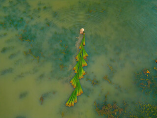 Top view Farmers harvest Lepironia articulata, vietnamese name is co bang. It is harvested by...
