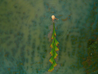 Top view Farmers harvest Lepironia articulata, vietnamese name is co bang. It is harvested by...