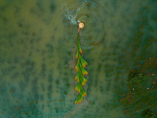 Top view Farmers harvest Lepironia articulata, vietnamese name is co bang. It is harvested by...
