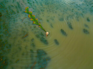 Top view Farmers harvest Lepironia articulata, vietnamese name is co bang. It is harvested by...
