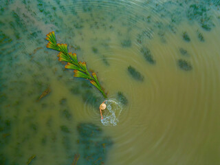 Top view Farmers harvest Lepironia articulata, vietnamese name is co bang. It is harvested by...