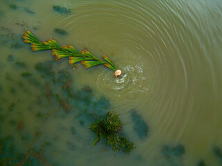 Top view Farmers harvest Lepironia articulata, vietnamese name is co bang. It is harvested by...