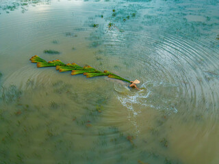 Top view Farmers harvest Lepironia articulata, vietnamese name is co bang. It is harvested by...