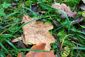 Fallen leaves in the grass in raindrops. Close-up.