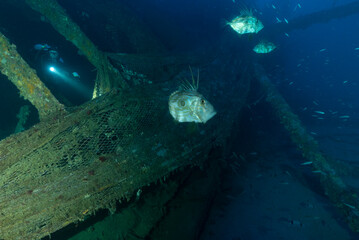 Peschereccio Bacan affondato nel golfo dell'Asinara, con sub in eplorazione e pesci San Pietro