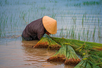 Top view Farmers harvest Lepironia articulata, vietnamese name is co bang. It is harvested by...