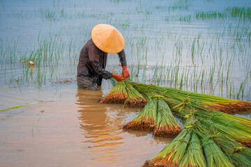 Top view Farmers harvest Lepironia articulata, vietnamese name is co bang. It is harvested by...