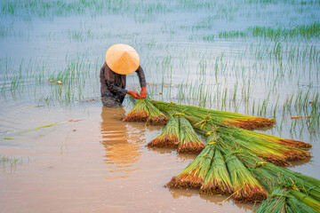 Top view Farmers harvest Lepironia articulata, vietnamese name is co bang. It is harvested by...