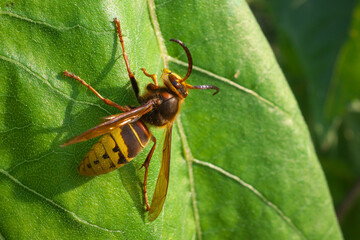 Common hornet. Close-up. Selective focus.