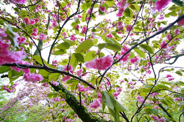 blossom in spring © PSKphotomaster