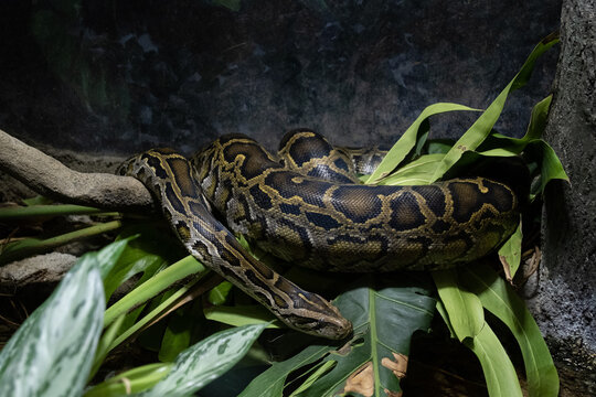 Tiger Python Images Browse 737 Stock Photos Vectors And Video Adobe Stock