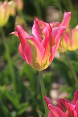 Fototapeta premium Hübsche Rosa Tulpe blüht im Frühling in der Natur 